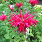 Fresh Monarda didyma Seed United States Mint Seeds