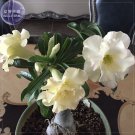 Fresh nobleness lady Adenium Desert Rose Seeds 2 Seeds 3 layer green yellow petals