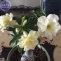Fresh nobleness lady Adenium Desert Rose Seeds 2 Seeds 3 layer green yellow petals