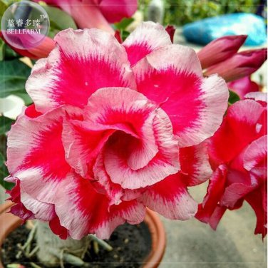 Fresh whirlwind Adenium Desert Rose Seeds 2 Seeds 5 layer rose red white petals