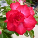 Fresh Imported sunrise Adenium Desert Rose Seeds 2 Seeds 4 layer fire red petals