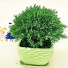 Fresh Asparagus Myriocladus Tree Seeds