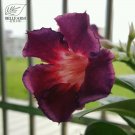 Fresh Thai Purple Adenium Desert Rose Seeds 2pcs single petal purple color red eye