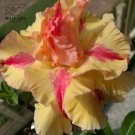 Fresh Taiwan golden monkey Adenium Desert Rose 2 Seeds 4 layer