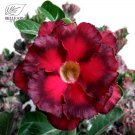 Fresh Duet Adenium Desert Rose 2 Seeds 2 layer petals red dark red petals desert rose