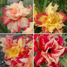Fresh Dazzling Girl Colorful Adenium Desert Rose 2 Seeds