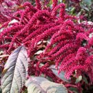 Fresh Amaranthus Red Flower Red Leaves Annual Seeds 100 Seeds annual upright