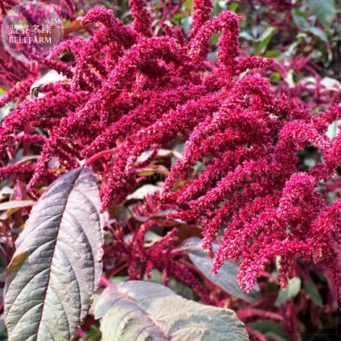 Fresh Amaranthus Red Flower Red Leaves Annual Seeds 100 Seeds annual upright