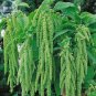 Fresh Amaranthus Green Flower Green Leaves Hanging Seeds 100 Seeds annual