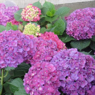 Fresh 20+ Mixed 9 Types of Hydrangra Seeds perennial wedding party flower