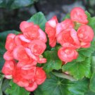 Fresh 35+ Mixed 9 Types of Begonia Flower Seeds perennial all seasons