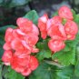Fresh 35+ Mixed 9 Types of Begonia Flower Seeds perennial all seasons