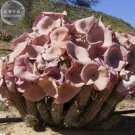 Fresh 1 piece Hoodia gordonii Seed South African Weight Loss Indigenous Succulents