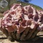 Fresh 1 piece Hoodia gordonii Seed South African Weight Loss Indigenous Succulents