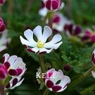 Fresh Night Blooming Phlox Seeds