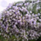 Fresh only 1 piece Psoralea Fleta Seed Weeping Blue Broom Blue
