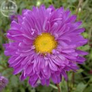 Fresh Callistephus Chinensis 200pcs Purple China Aster Seeds dazzlings flowers