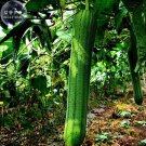 Fresh BELLFARM 15+ Short Loofah Seeds Original Pack green towel gourd luffa BD038H