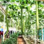 Fresh 15+ Long Loofah Seeds Original Pack green towel gourd luffa vegetables
