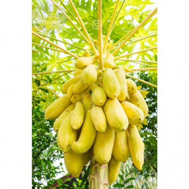 Fresh 6 Yellow Papaya Tree Female Seeds tasty big chest enlarging fruits