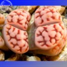 Fresh 10+ Lithops Karasmotana Var. mickbergensis Seeds flesh lovely living stones
