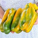 Fresh BELLFARM 100+ Yellow Monster Sweet Pepper Seeds giant vegetables BD052H
