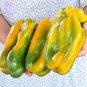 Fresh BELLFARM 100+ Yellow Monster Sweet Pepper Seeds giant vegetables BD052H