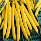 Fresh BELLFARM 8+ Bush Beans Yellow Wax Bean Seeds organic vegetables BD055H