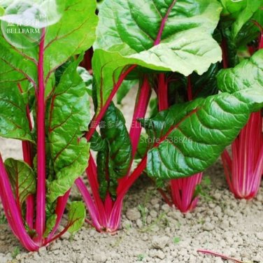 Fresh 20 Perpetual Spinach varieties Swiss Chard Pink Vegetable Seeds vegetables