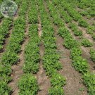 Fresh 10+ Jumbo Virginia Peanuts Untreated Seeds Arachide four seeds in a shell