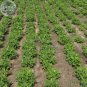 Fresh 10+ Jumbo Virginia Peanuts Untreated Seeds Arachide four seeds in a shell