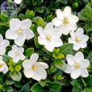 Fresh ia Jasminoides Cape Jasmine Seeds 28 Seeds strong fragrant danh danh jasmin