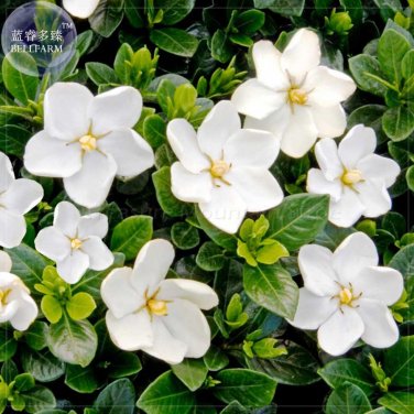 Fresh ia Jasminoides Cape Jasmine Seeds 28 Seeds strong fragrant danh danh jasmin