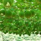 Fresh Siraitia grosvenorii Luo Han Guo Seeds 10 Seeds al monk fruit new seeds