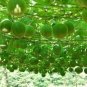 Fresh Siraitia grosvenorii Luo Han Guo Seeds 10 Seeds al monk fruit new seeds