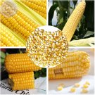 Fresh Corn glutinous Jingke white ) Seeds 18 Seeds edible