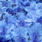 Fresh Sims Azalea Rhododendron Seeds Light Blue