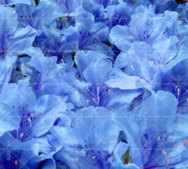 Fresh Sims Azalea Rhododendron Seeds Light Blue