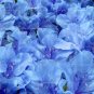 Fresh Sims Azalea Rhododendron Seeds Light Blue