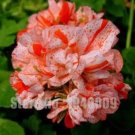 Fresh Geranium Seeds Rose Red Whitish Pink with Spots