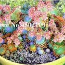 Fresh Mixed Living Stone Seeds 100 Seeds