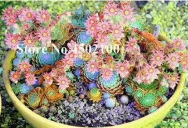 Fresh Mixed Living Stone Seeds 100 Seeds