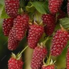 Fresh BlackBerry Seeds