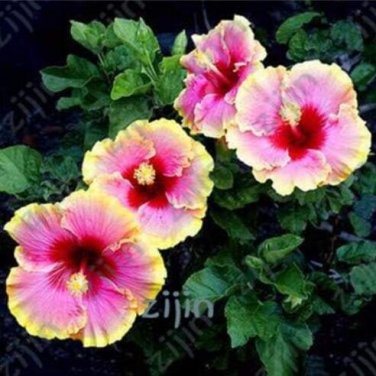 Fresh Hibiscus Seeds Pink Red with Golden Yellow Edge