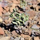 Fresh Trachyandra Flexifolia Seed only one eed imported kelp like albuca