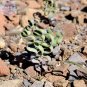 Fresh Trachyandra Flexifolia Seed only one eed imported kelp like albuca