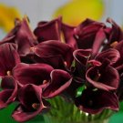 Fresh Calla Lily Bulbs Blackish Red