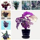 Fresh Calathea Mixed Seeds