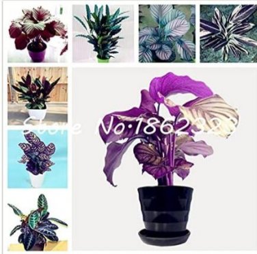 Fresh Calathea Mixed Seeds
