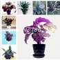 Fresh Calathea Mixed Seeds